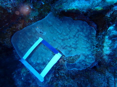 Porites astreoides