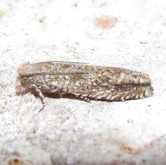 Pelochrista comatulana