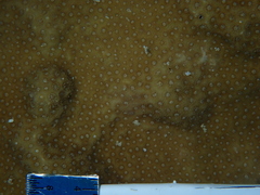 Porites astreoides
