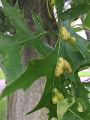 Callirhytis favosa