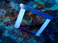 Porites astreoides