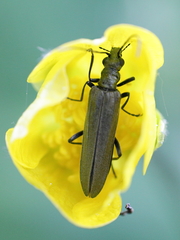Oedemera lurida