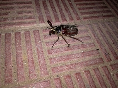 Polyphylla ragusae aliquoi