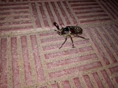 Polyphylla ragusae aliquoi