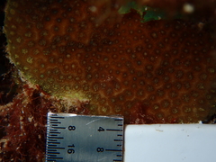 Porites astreoides
