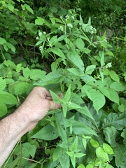 Eupatorium godfreyanum