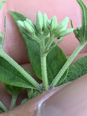 Eupatorium godfreyanum