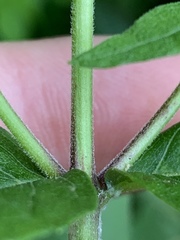 Eupatorium godfreyanum
