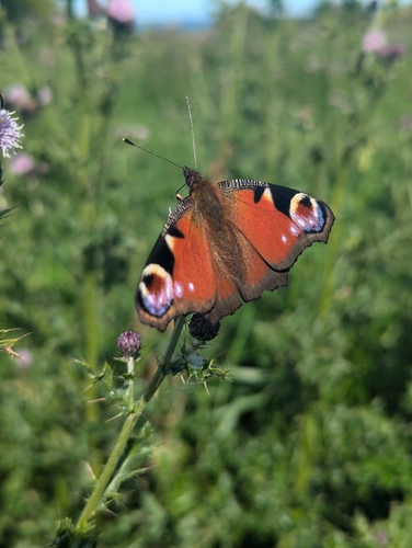 Aglais io