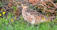 Reeves's Pheasant photo 2