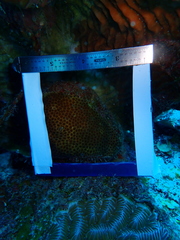 Stephanocoenia intersepta