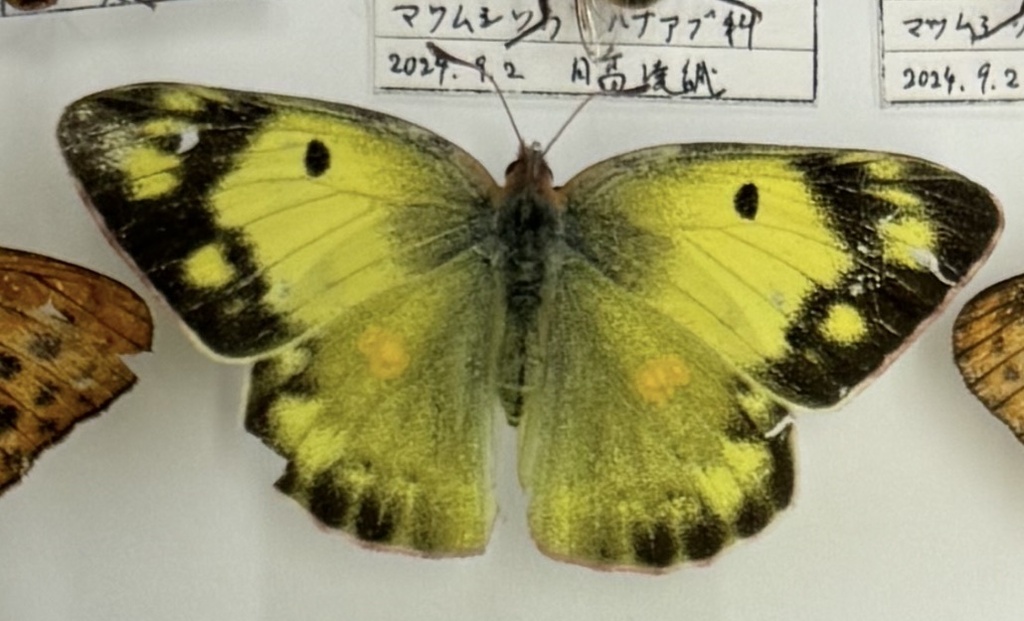 노랑나비 from Shinshu Sugadaira Kogen Pinebeak Ski Area, Ueda... Chaiwerawattana · iNaturalist 노랑나비 (Colias poliographus)