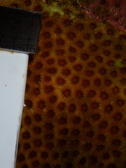 Stephanocoenia intersepta