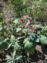 Proboscidea louisianica fragrans