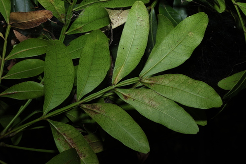 Image of Owenia venosa by (c) Greg Tasney, some rights reserved (CC BY-SA)