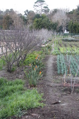 Strelitzia reginae reginae