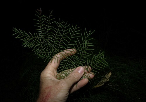 Alectryon ramiflorus, photograph 2