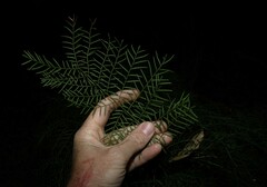 Alectryon ramiflorus, photograph (c) Greg Tasney, some rights reserved (CC BY-SA)