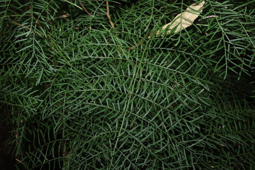 Alectryon ramiflorus