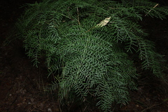 Alectryon ramiflorus, photograph (c) Greg Tasney, some rights reserved (CC BY-SA)