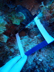 Stephanocoenia intersepta