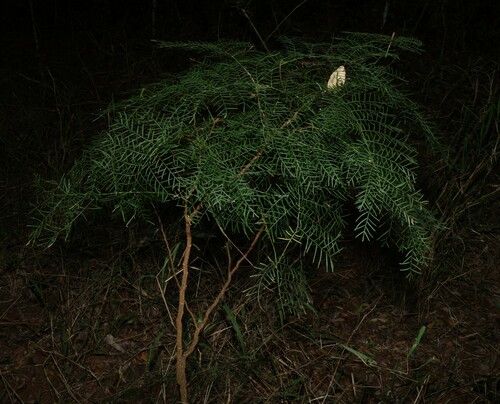 Alectryon ramiflorus, photograph 4