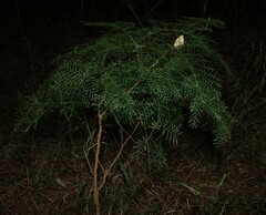 Alectryon ramiflorus, photograph (c) Greg Tasney, some rights reserved (CC BY-SA)