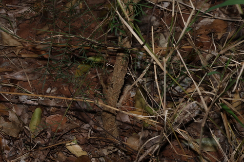Alectryon ramiflorus, photograph 3