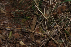 Alectryon ramiflorus, photograph (c) Greg Tasney, some rights reserved (CC BY-SA)