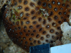 Stephanocoenia intersepta