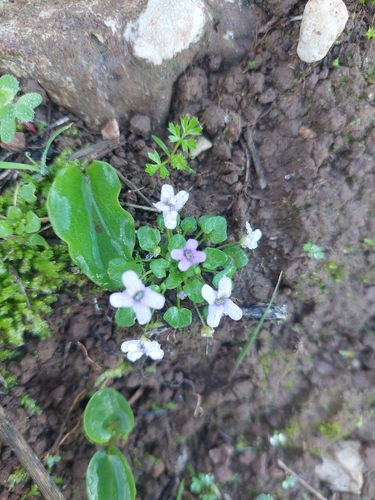 Violet Cress (Ionopsidium acaule)