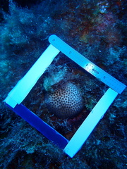 Stephanocoenia intersepta