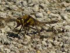 Orthetrum cancellatum