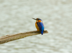 Corythornis vintsioides