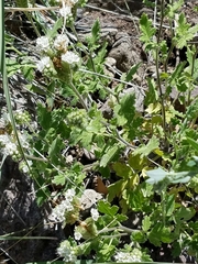 Phacelia rupestris