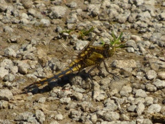 Orthetrum cancellatum