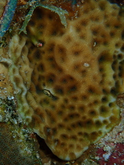 Agaricia humilis