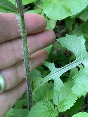 Lactuca hirsuta