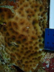 Agaricia humilis