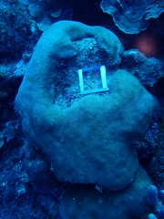 Stephanocoenia intersepta