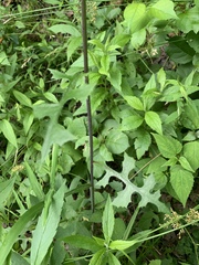 Lactuca hirsuta