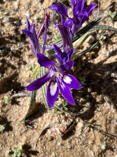 Image of Babiana attenuata by (c) Dave U, some rights reserved (CC BY-SA)