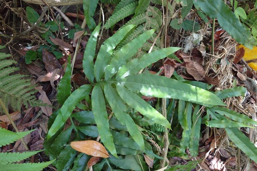 Image of Leptochilus ellipticus by (c) 如此甚好, some rights reserved (CC BY)