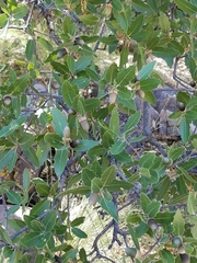 Quercus emoryi