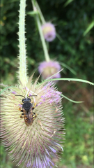 Trachusa