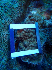 Porites astreoides