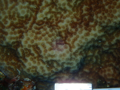 Porites astreoides