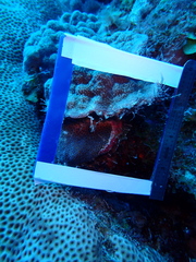 Stephanocoenia intersepta