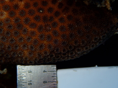 Stephanocoenia intersepta