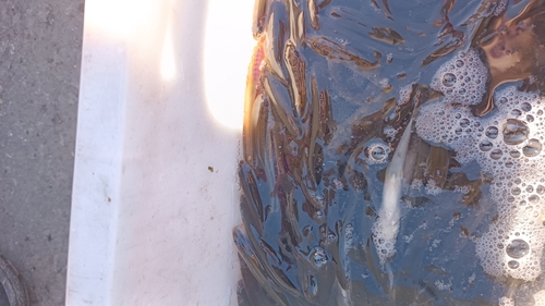 Far Eastern Brook Lamprey